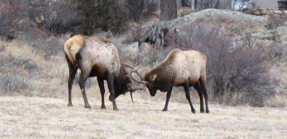 Elk duel