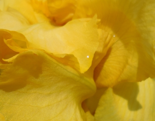 Amarillo (yellow) - A brilliant spring iris. Photo by keagiles.